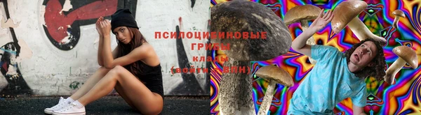дмт Богданович
